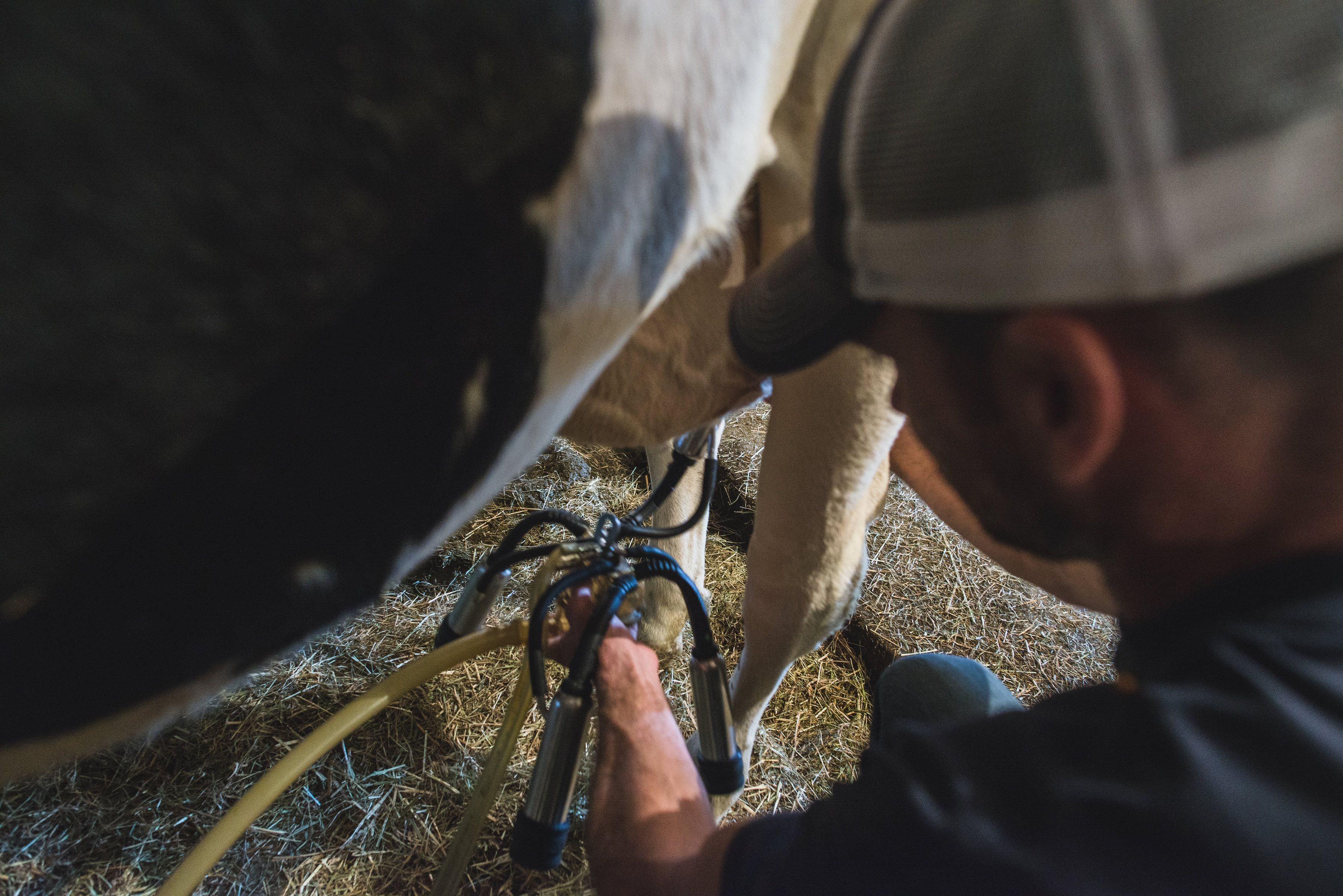 Pictured in photo: Greg Millick, Golfcrest Dairy, Denmark NY 